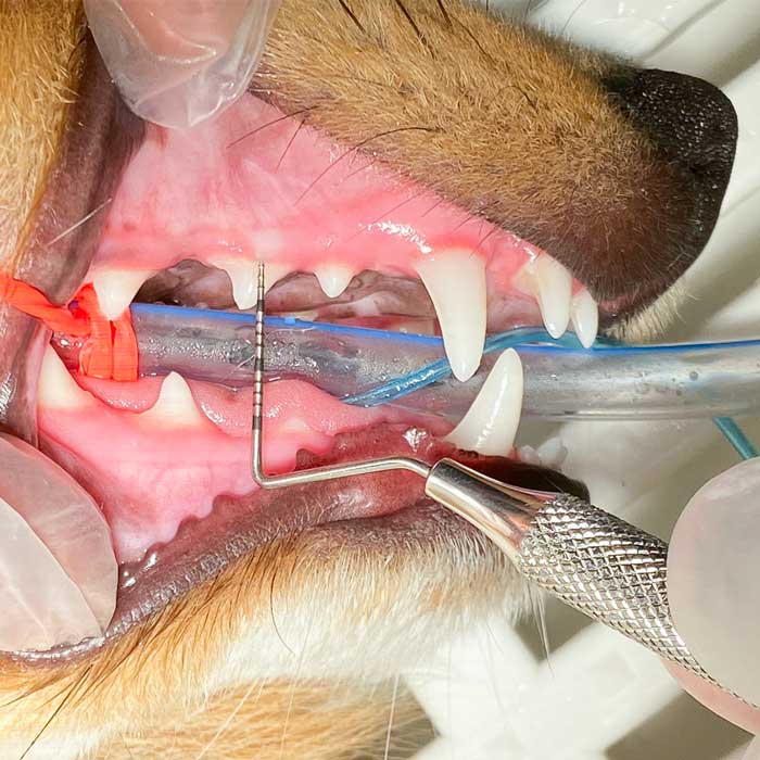 Hundens tænder Dyreklinik