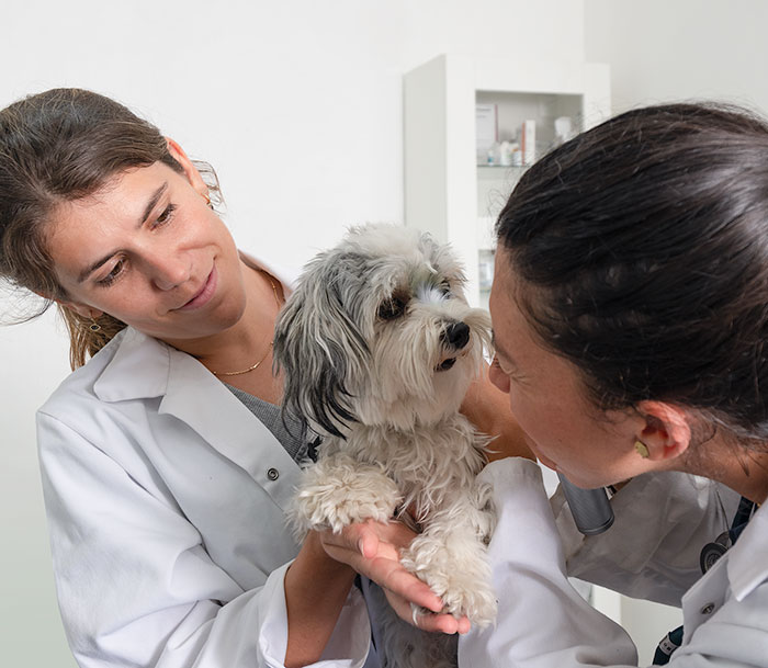 ledelse Korean Mellemøsten Øjenundersøgelse hund - Hellerup Dyreklinik