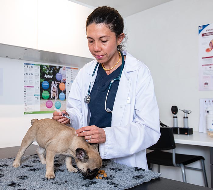 lektier udvikling af Politik Vaccination af hunde - Hellerup Dyreklinik